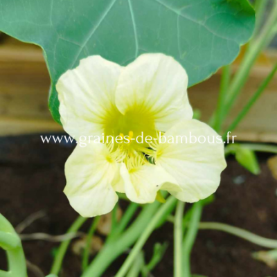 Capucine milkmaid tropaeolum majus milkmaid www graines de bambous fr