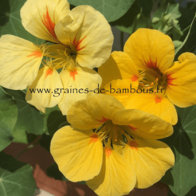 Capucine peach melba www graines de bambous fr min