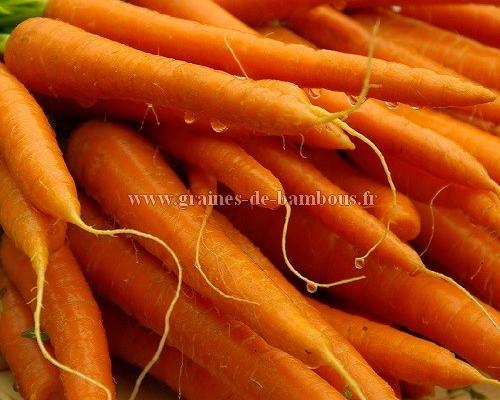 Carotte amsterdam graines de bambous fr