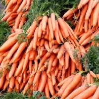 Carotte amsterdam potagere legume graines