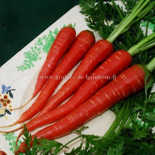 Carotte atomic red graines de bambous fr