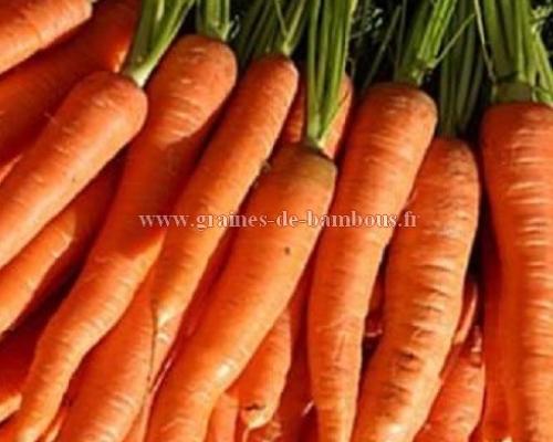 Carotte demi longue nantaise graines