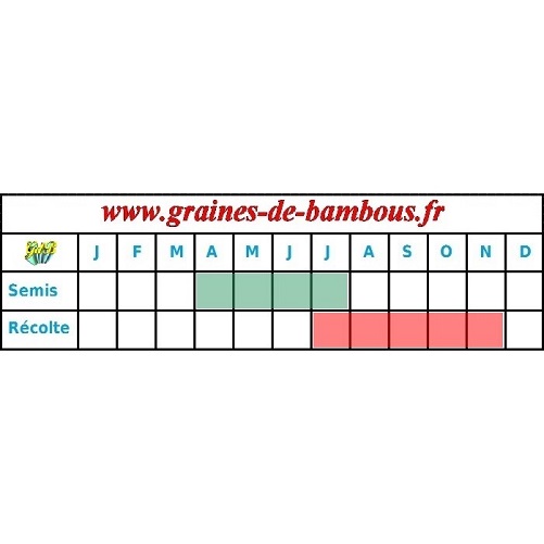 Carotte flakkee colmar potagere legume periode semis
