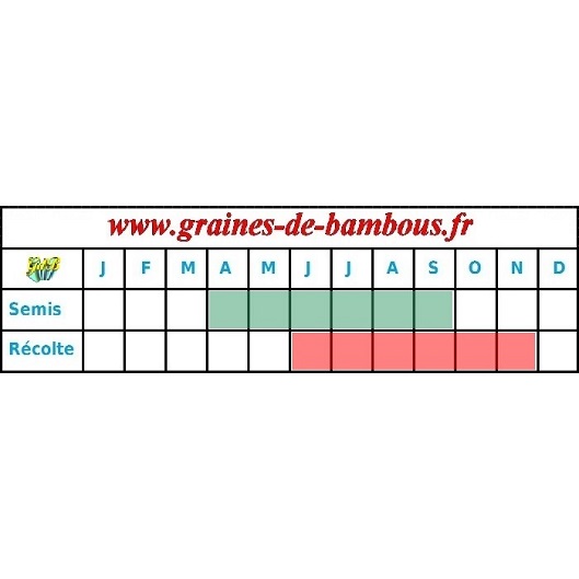 Carotte jaune du doubs graines de bambous fr