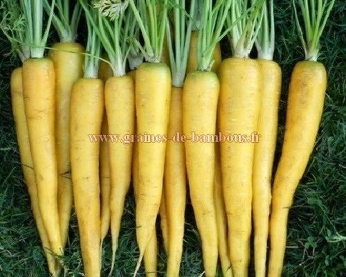 Carotte jaune du doubs graines