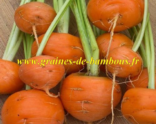 Carotte ronde de paris