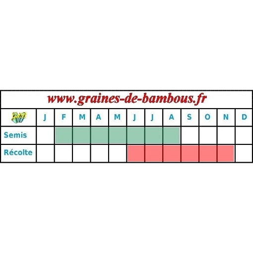 Carotte saint valery graines pour semis