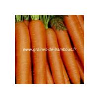 Carotte touchon graines de bambous fr