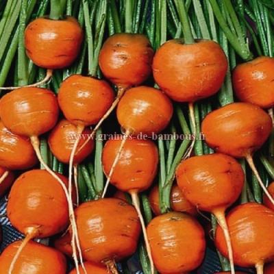 Carotte mercado ronde de paris graines de bambous fr