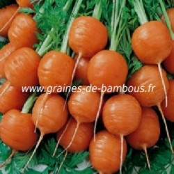 Graines Potagères de Carotte Mercado de Paris 3 - Plantes potagères