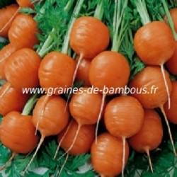 Carotte mercado ronde de paris graines de bambous fr