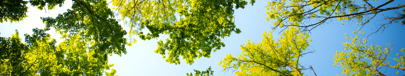 ARBRES