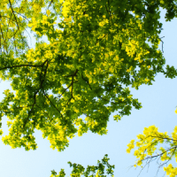 ARBRES