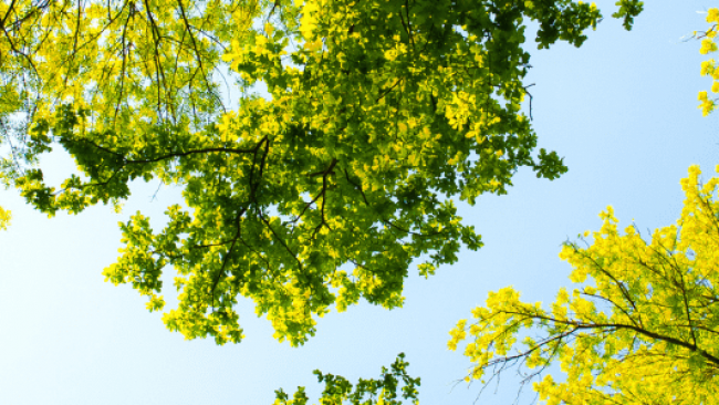 Graines d'Arbres