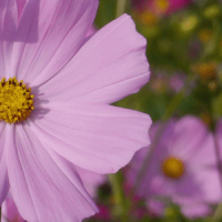 FLEURS