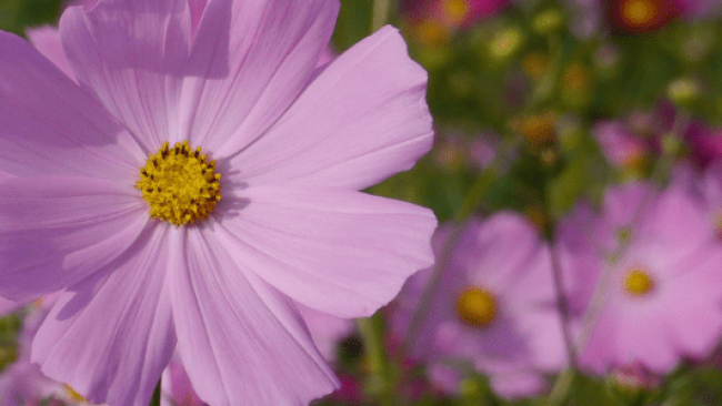 Graines de Fleurs