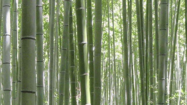 Graines de Bambous