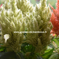 Celosia a plumes blanc