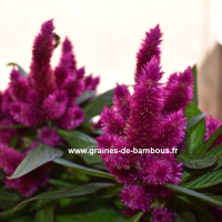 Celosia a plumes mauve