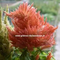 Celosia a plumes orange