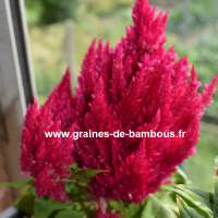 Celosia a plumes rouge rose