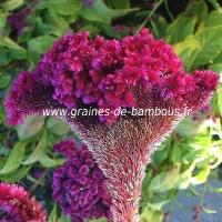 Celosia crete de coq