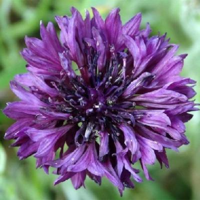 Centaurea cyanus mauve ball graines de bambous