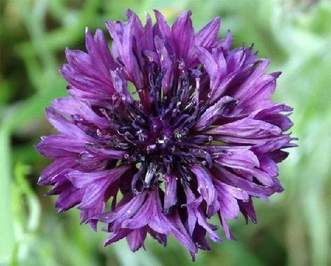 Centaurea cyanus mauve ball graines de bambous