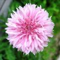 Centaurea cyanus pink ball graines de bambous