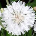 Centaurea cyanus white ball graines de bambous