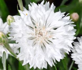 Centaurea cyanus white ball graines de bambous