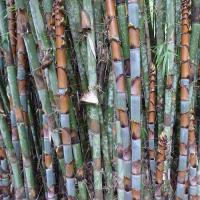 Cephalostachyum pergracile graines de bambous fr