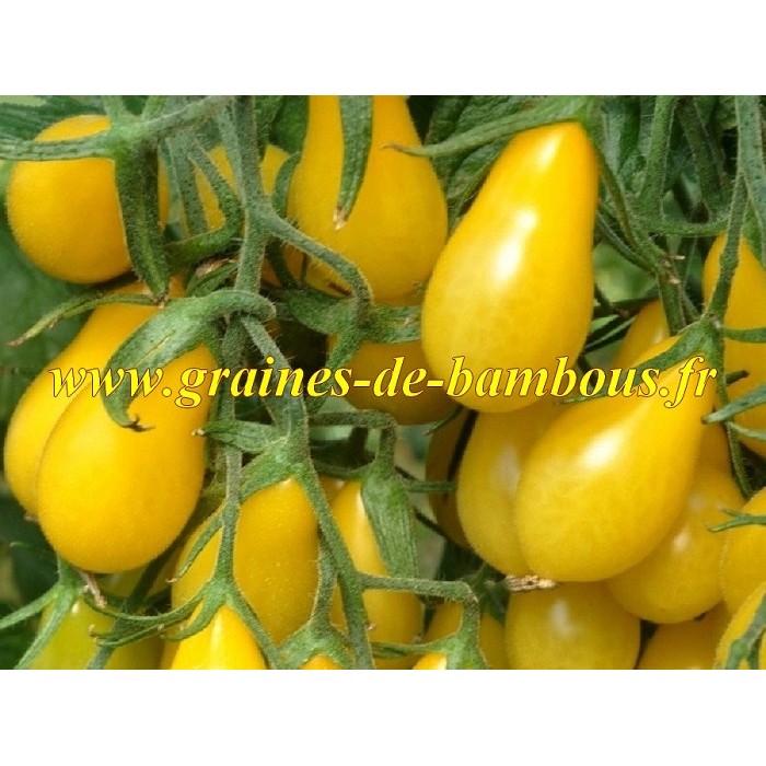 Cerise poire jaune graines de tomate