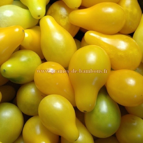 Cerise poire jaune graines tomate
