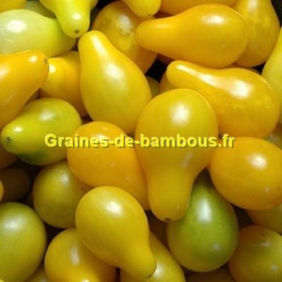 Cerise poire jaune tomate graines de bambous fr