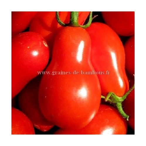Cerise poire rouge graines tomate