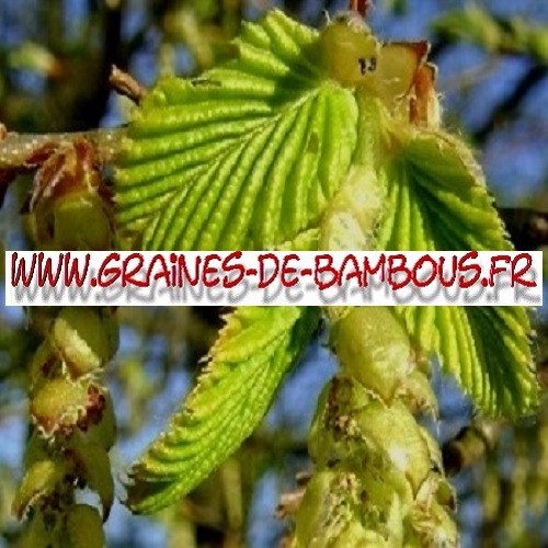 charme-carpinus-betulus-1000-graines-www-graines-de-bambous-fr.jpg