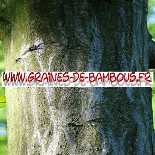 charmille-ou-charme-carpinus-betulus-1000-graines-www-graines-de-bambous-fr.jpg