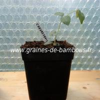 chevrefeuille-odorant-lonicera-fragantissima-petit-plant-www-graines-de-bambous-fr.jpg