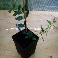 chevrefeuille-odorant-lonicera-fragantissima-plant-www-graines-de-bambous-fr.jpg