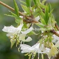 chevrefeuille-odorant-lonicera-fragantissima-www-graines-de-bambous-fr.jpg