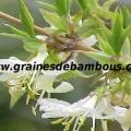 chevrefeuille-odorant-www-grainesdebambous-com-1.jpg