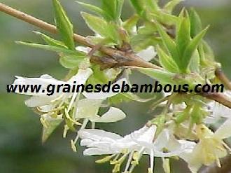 chevrefeuille-odorant-www-grainesdebambous-com-1.jpg