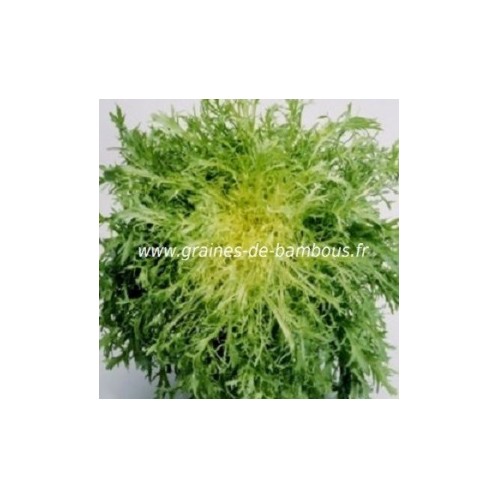 Chicoree scarole frisee de meaux graines de bambous fr