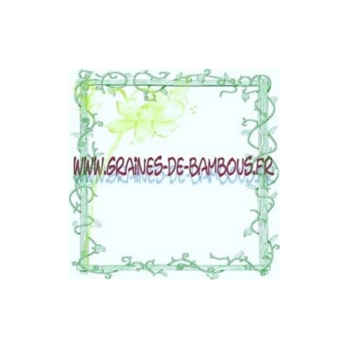 Chicoree scarole frisee grosse pancaliere graines potagere et legume