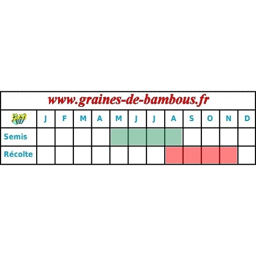 Chicoree scarole geante maraichere periode semis recolte
