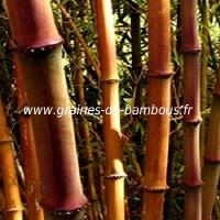 chimonocalamu-delicatus-chaumes-www-graines-de-bambous-fr.jpg