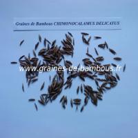 chimonocalamus-delicatus-graines-www-graines-de-bambous-fr.jpg