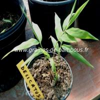 chimonocalamus-delicatus-petit-plant-www-graines-de-bambous-fr.jpg