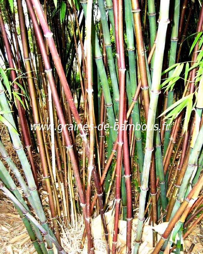 chimonocalamus-delicatus-www-graines-de-bambous-fr.jpg